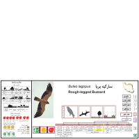 گونه سارگپه پرپا Rough-legged Buzzard